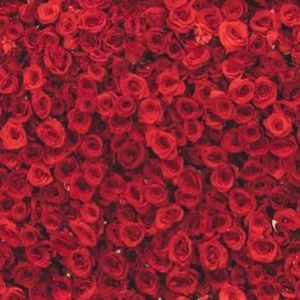 Meet your Posher, Bailey